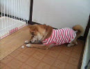 柴犬すもも　氷をもらってゴキゲンです