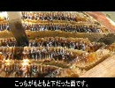日本蜜蜂の採蜜　完全版　Part3　たれ蜜の採取