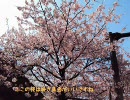 桜を求めて金沢市を自転車で走ってみたpart7 兼六園周辺