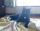 ねこじゃらしせふぃちゃん