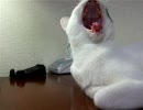 うちの猫31