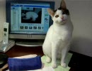 うちの猫32