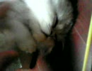 ﾇｺを飼ってみた11