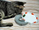 猫とHEX BUG nano