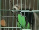フェレットは外に出たい
