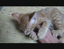 子猫がきた