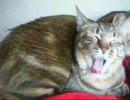 重なる猫