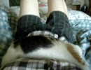 眠っている猫 (My kitten sleeps on me)