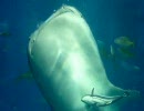 そうだ海遊館へ行こう１