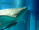 そうだ海遊館へ行こう２
