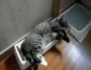 マタタビに酔った勢いでバリバリするぬこ