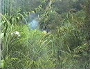 自主映画没