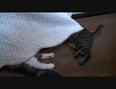 頭隠して尻隠さず