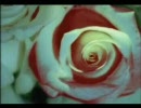 in your arms / angela