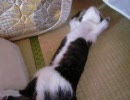子猫が寝てるだけ