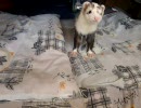 フェレットと遊んでたらカメラの存在に気付かれた