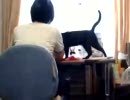 どうしてもかまってほしい猫