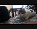 猫を猫じゃらしでじゃらしてみた。