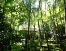 【そうだ京都へ行こう(動画）】等持院、祗王寺etcさんぽ