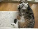 巨大猫「もっふもふにしてやんよ！」