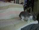 うさぎうさぎ　２