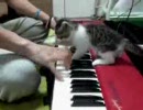 ニャンとしても演奏をくい止めたい子猫！