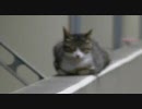 最近良く見かける猫９０（塀の上でお昼寝編）
