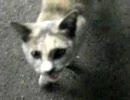 餌くれよぅ