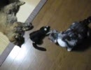黒猫ジジと熱愛中のもふもふねこ