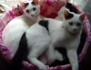 牛柄猫家族０６ ～命名～