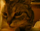 猫 ピントボケてます02