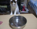 猫と　氷と　水皿と。