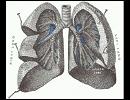 Lungs