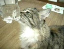 うちの猫で、猫水の効果を見てみよう