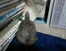 うちのクサガメ３（部屋の散歩編）