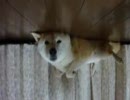 仰向けで寝る柴犬の上下を反転させてみた