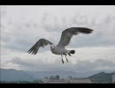 【のら】2011年8月北海道鉄道撮影旅行 Vol.19【バイクで】