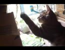 ビニールテープが気になるようです