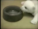 クマの赤ちゃんを家で飼ってみたよ