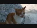 侯トウ駅の猫村-1