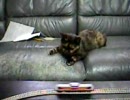 模型を走らせてたらいつも寄ってくるぬこ。