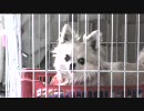 チワワがひたすらガムをかじる