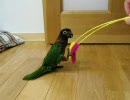 いんこな生活12【鳥でも猫じゃらし？】