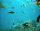 ニコニコ海水浴【海底探検編】