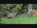 ワシミミズクの番いにソニックは見つかった、そして・・