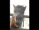 【実況】2009年、フリーターは馬主になった。その114