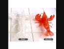 ザリガニって動物霊にカテゴリしていいの？（ラジオ鼠の都 第40回放送）