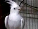 荒鳥です