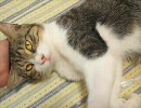 くるねこ大和　仕事部屋のトラ松