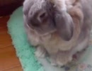 今日のうさぎ／(=∵=)＼お尻ペロペロ部屋をウロウロ